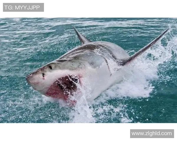 足球明星与鲨鱼亲密互动揭秘养鲨鱼背后的趣味与挑战